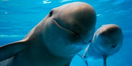 Save the vaquita and the totoaba