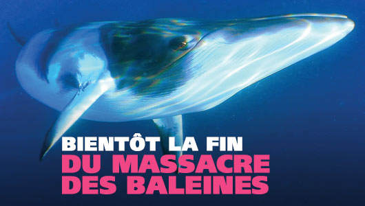 Bientôt la fin du massacre des baleines