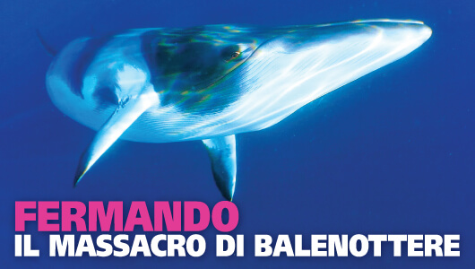 Fermando il massacro delle balenottere